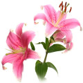 لیلی صورتی Pink Lily